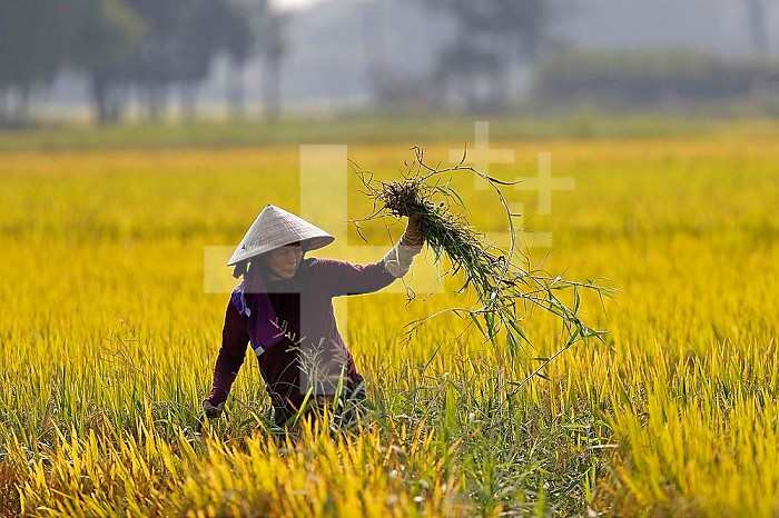 Agriculture. Vietnamese woman working in a rice field. Hoi An. Vietnam.