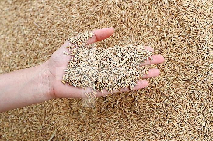 Cropped image of farmer holding rice seeds. Close-up. Argiculture. Rice harvest. Hoi An. Vietnam.