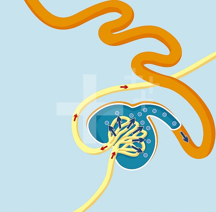 Glomerulus in section, organ for filtration and production of urine. the glomerulus is the part of the nephron that serves as a filter. He is represented in yellow on this drawing in Bowman´s space (blue rounded area). Glomerulus and Bowman´s space constitute the renal corpuscle represented in section. The blood to be filtered (red arrow) arrives through the afferent arteriole and exits through the efferent arteriole (in yellow). In the glomerulus, the blood is filtered and exits (blue arrows) in the Bowman space in the form of urine (light blue dots) to be evacuated by the renal tubule (in orange) towards the chalices, pelvis and the ureter to the bladder, not shown in this drawing.