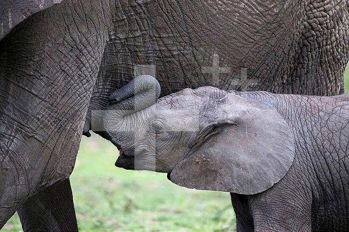 African elephant (Loxodonta africana), female with pup. Masai Mara National Park. Kenya.