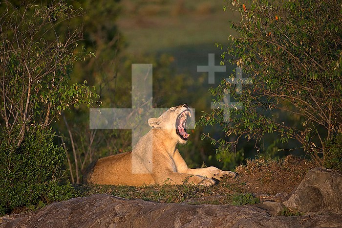 Yawning Lioness (Panthera leo) in savanna. Masai Mara National Park. Kenya.