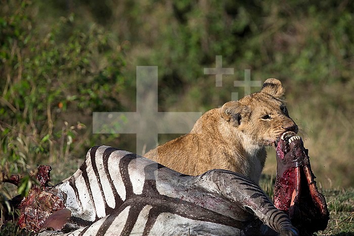 Lioness (Panthera leo) with zebra kill in savanna. Masai Mara National Park. Kenya.