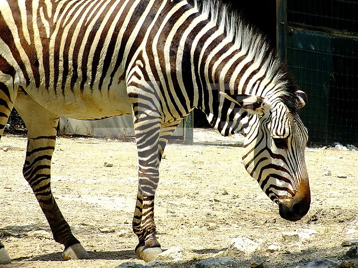 Hartmann´s zebra.