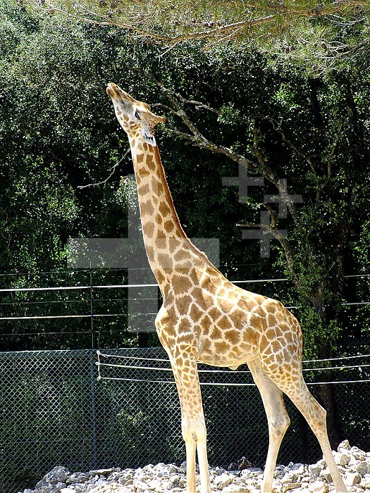 Rothschild´s giraffe.
