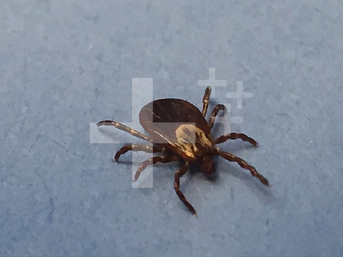A female adult dog tick, or Dermacentor variabilis, crawls on a vial of blood. Dog ticks can transmit pathogens that cause tickborne diseases such as Rocky Mountain spotted fever and tularemia. Credit: NIAID