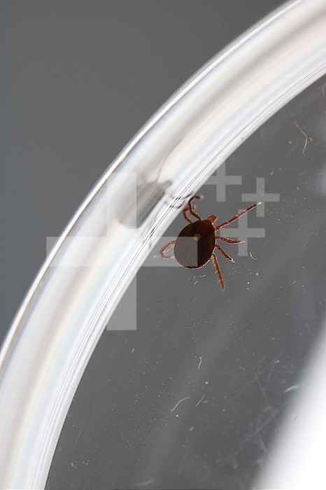 This female lone star tick, or Amblyomma americanum, was collected in Maryland. Lone star ticks can transmit the pathogens that cause diseases such as ehrlichiosis and Southern tick-associated rash illness, or STARI. Bites from juvenile lone star ticks have been associated with alpha-gal syndrome, which causes a rare allergy to a component of red meat. Credit: NIAID