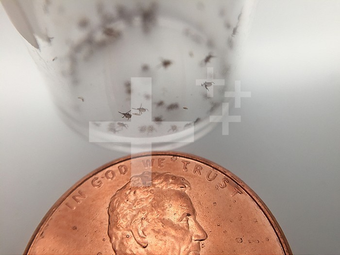 A penny is held up to a vial of juvenile deer ticks, or Ixodes scapularis, used in NIAID research conducted at the NIH Clinical Research Center, to reveal the ticks? relative size. Deer ticks are also called blacklegged ticks and can transmit the pathogen that causes tickborne diseases such as babesiosis and Lyme disease. Credit: NIAID