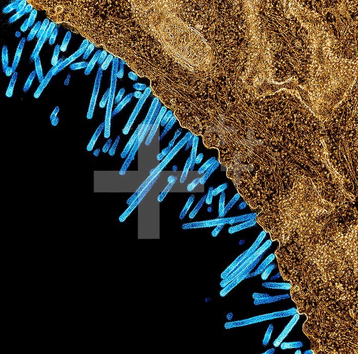 Colorized transmission electron micrograph of SW31 (swine strain) influenza virus particles (blue) attached to and budding from the surface of a MDCK cell (orange). Image captured and color-enhanced at the NIAID Integrated Research Facility in Fort Detrick, Maryland. Credit: NIAID.