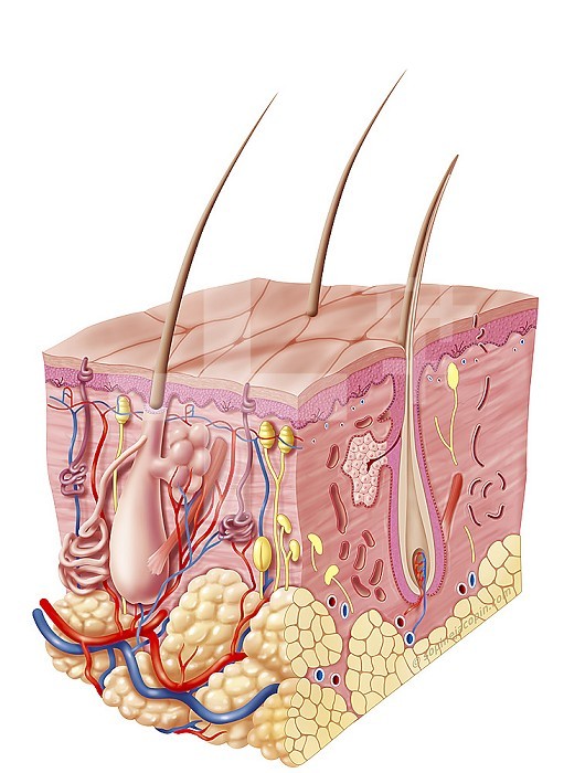 Adult skin, integumentary system and its appendages. This illustration represents a 3D section view of 3/4 of the anatomy and structure of the skin with all its appendages. The skin is made up of 3 layers, especially from top to bottom:. The epidermis is the outermost layer, made up of keratinocytes. The keratinocytes mature on the surface of the skin where the dead keratinized cells desquamate. The dermis represents the second layer between the epidermis and the hypodermis. It is made up of connective-type tissue. We usually distinguish the papillary dermis adjoining the dermo-epidermal junction, the reticular dermis and the deep dermis. There are different elements present in the dermis, eccrine sweat glands, nerve endings, blood vessels. But also the pilosebaceous apparatus crosses the epidermis and the dermis. It is made up of a hair follicle and various appendages. These annexes are the sebaceous gland (sebum), the pilomotor or arrector muscle of the hair, the apocrine sweat gland (sweat). The apocrine sweat gland is only present in certain parts of the body such as the armpits, around the anus and nipples, and the hypodermis forms the last layer, made up of fatty tissue and connective tissue located under the dermis.