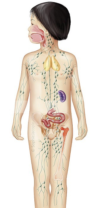 Lymphatic system in children, lymphatic network, lymph nodes, lymphoid organs. Medical illustration depicting the lymphatic system in a silhouette of a 3 year old child. This system is made up of a network of lymphatic vessels and lymphoid organs. There are two types of lymphoid organs. The primary lymphoid organs are the thymus and bone marrow. Lymphocytes are produced, develop and are selected from primary lymphoid organs. But there are also the secondary lymphoid organs. The secondary lymphoid organs are the spleen, lymph nodes, lymphoid tissues associated with mucous membranes (Peyer´s plaque). These secondary lymphoid organs are the site of activation of naive lymphocytes, and therefore the starting point of the adaptive immune response.