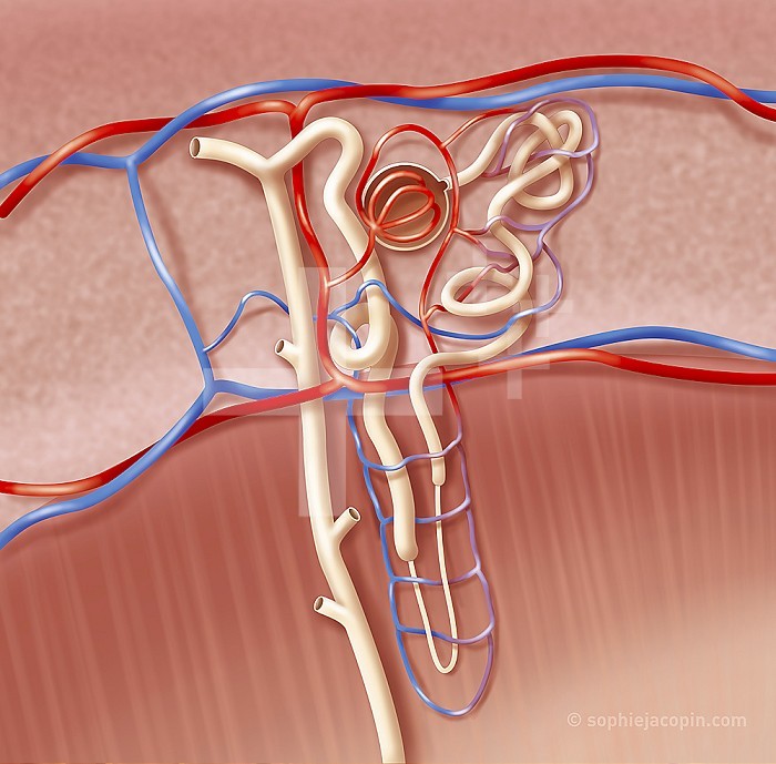 Nephron, structural and functional unit of the kidney, formation of urine. The nephron is made up of a renal corpuscle, the glomerulus, and a tubular system. The glomerulus, located in the renal cortex, contains a cluster of capillaries. It produces the primary urine by filtering the blood. The uriniferous tube passes through the cortex and the medulla. It makes the final urine from the primary urine. It is subdivided into 4 segments: the proximal convoluted tube, which follows the glomerulus, the loop of Henle, the distal convoluted tube then the collecting tube (or canal). The latter opens at the bottom of the small calyces (ducts flowing into the large calyxes, which discharge urine into the pelvis) in an area called the renal papilla. Each of these segments has a precise physiological function, which involves both reabsorption phenomena (recovery of part of the water, sodium, etc.). But it also involves secretion phenomena, to transform the primary urine, formed in the glomerulus, into final urine. The amount and composition of final urine varies so that the internal environment of the body remains constant.