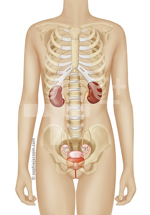 The urinary system includes several structures, the kidneys, the ureters, the bladder and the urethra. These four structures occupy the posterior abdominal part and the pelvic cavity. The kidneys are partially protected by the lower part of the rib cage. The right kidney is slightly lower than the left kidney. Each ureter starts from the kidney, runs along the side of the lumbar spine vertically downward. They also pass back from the uterus into the pelvic cavity. They end in the posterior wall of the bladder with an orifice at each end of the bladder trigone. The urinary tract produces, stores and eliminates urine, wastes and toxins. It maintains homeostasis, that is to say inner balance.
