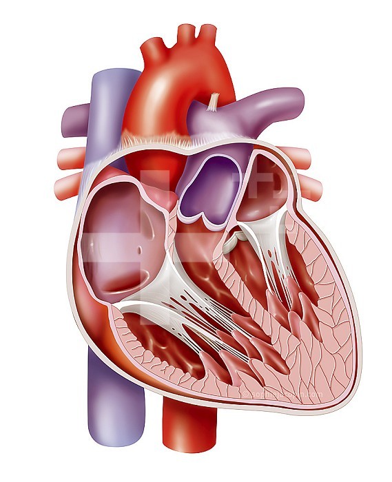 Anatomy of the adult heart in section in anterior view and pericardium. The heart provides blood circulation. It pumps blood from the veins to return it to the organs through the arteries. The heart is enveloped by a membrane, the pericardium shown in gray. The heart is a hollow muscle containing two parts separated by a septum, the septum. There is the left heart and the right heart. Each part is subdivided into two chambers, an atrium and a ventricle. Each cavity is separated by a valve shown in gray. The mitral valve separates the atrium from the left ventricle. The tricuspid valve separates the atrium from the right ventricle. Large vessels open into the chambers of the heart. The upper and lower vena cavae open into the right atrium (return of deoxygenated blood). While from the right ventricle opens the pulmonary trunk through the pulmonary valve. From the pulmonary trunk opens the right and left pulmonary arteries to the lungs. The pulmonary veins open into the left atrium (oxygenated blood). As the left ventricle opens the thoracic aorta through the aortic valve to return blood to the organs.