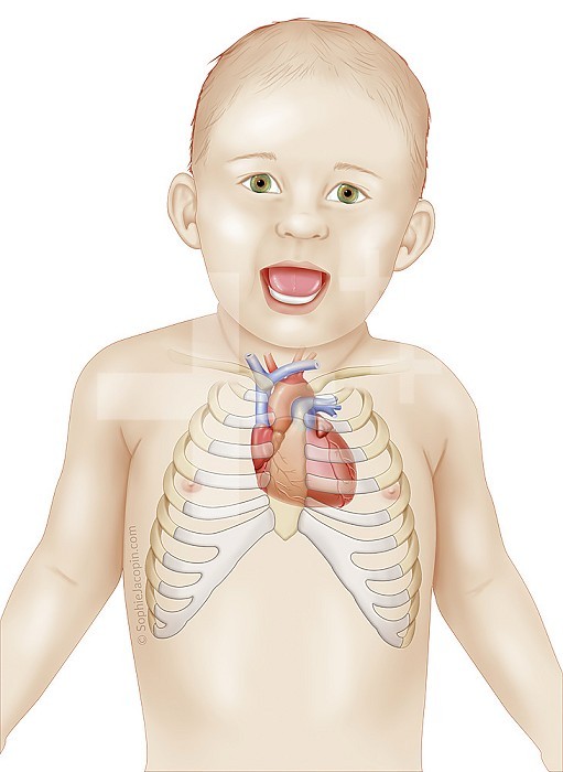 Position of the heart in the rib cage of an infant, pediatrics. The heart is not centered in the rib cage. But it is shifted to the left. An infant´s heart is positioned more horizontally than in a child or adult. So its apex arrives at the level of the 4th left intercostal space. He retains this position until the age of 4. While between 4 and 6 years old, the heart gradually shifts to position the apex at the level of the 5th intercostal space. Therefore, at age 7, the heart is on the same axis as that of an adult.