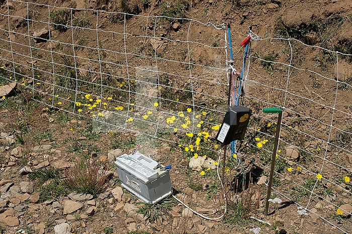 In mountain areas, electric fences are necessary to protect herds against predators.