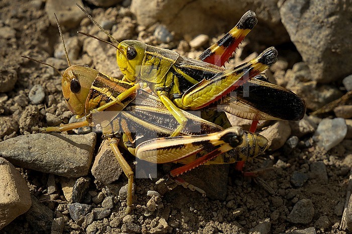 Grasshoppers of the Alps.