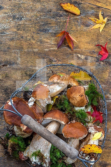 Wild mushrooms: cepes freshly picked on old wooden board