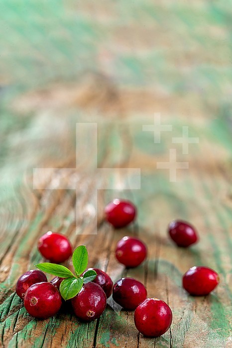 Fresh cranberries fruits ion burlap background and daylight