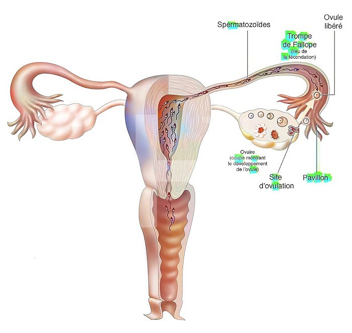 Female genitalia: ovarian cycle, ovulation and fertilization.