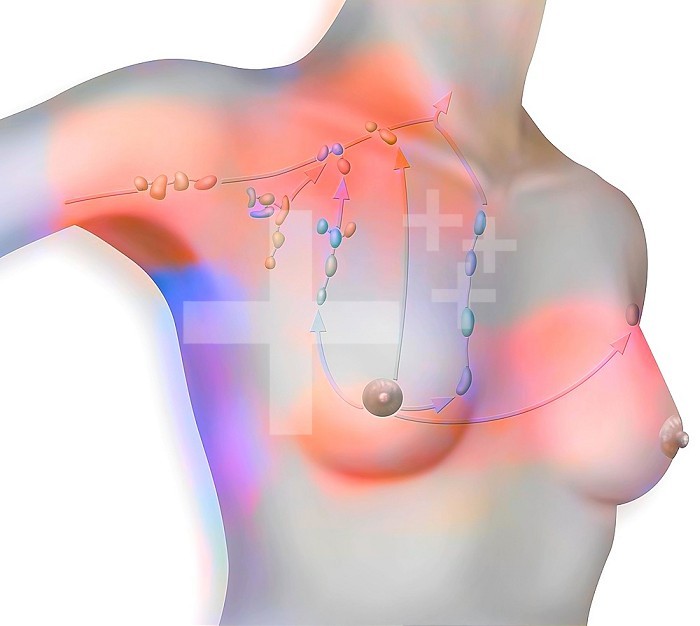 Axillary and thoracic lymph node chain in a female bust.