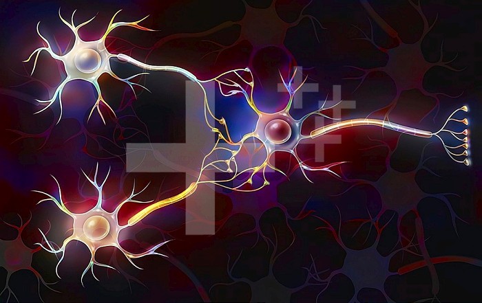 Three neurons connected to signify the transmission of nerve impulses.