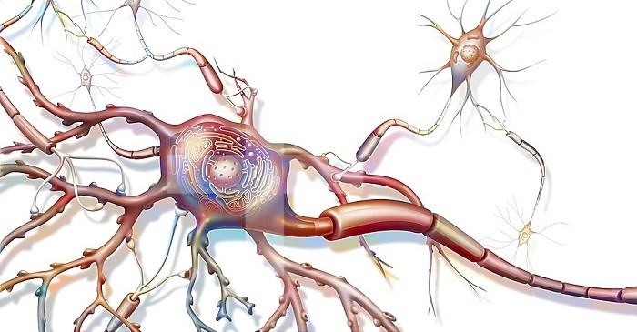 Anatomy of a nerve cell connected to other nerve cells.