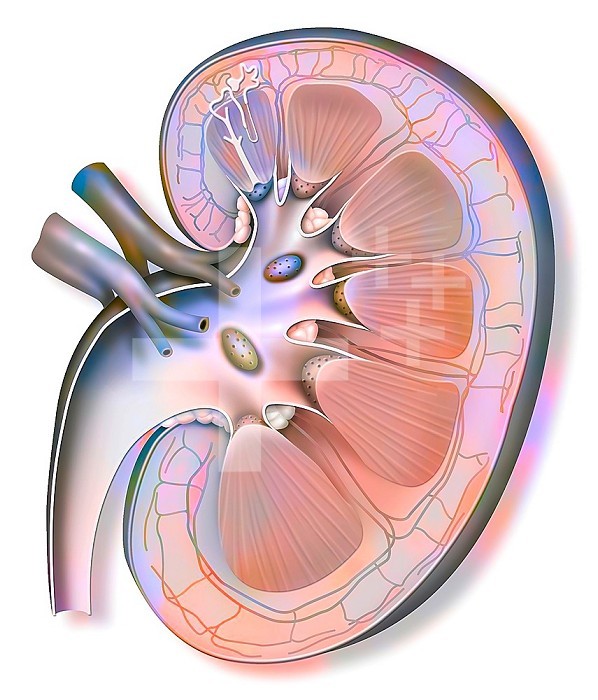 Kidney and left ureter with a nephron in enlarged size.