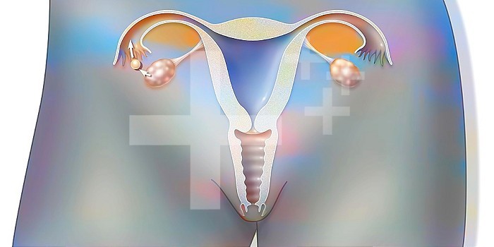 Anatomy of the female reproductive system during ovulation.