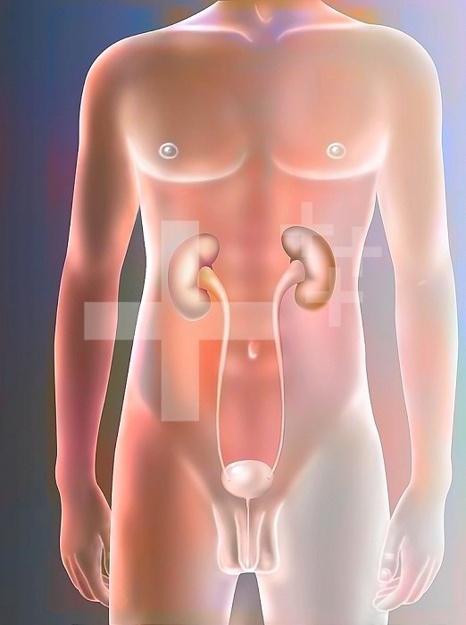The male urinary system: kidneys, ureters, bladder, urethra.