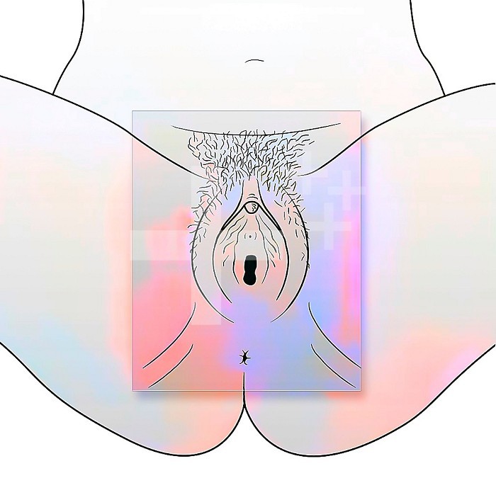 Anatomy of female external genitalia with pubis, vulva, clitoris. .