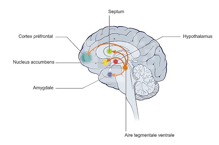 Circuit of the brain´s reward system with active areas.