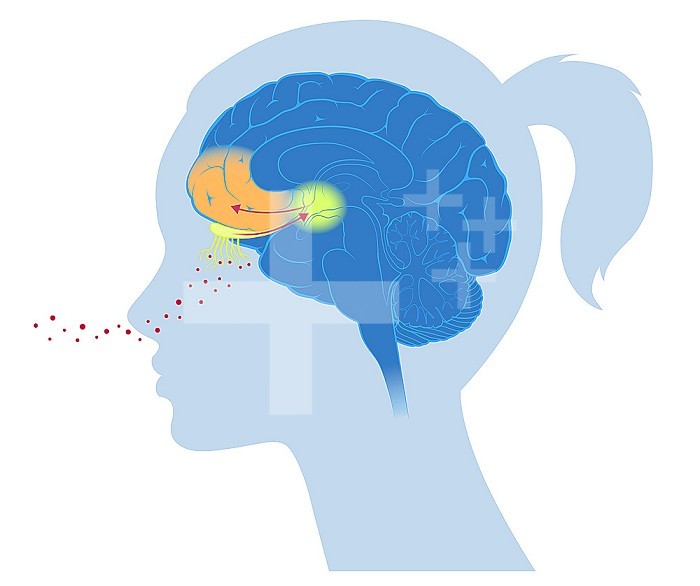 Prefrontal area: area active by smell and providing emotions.