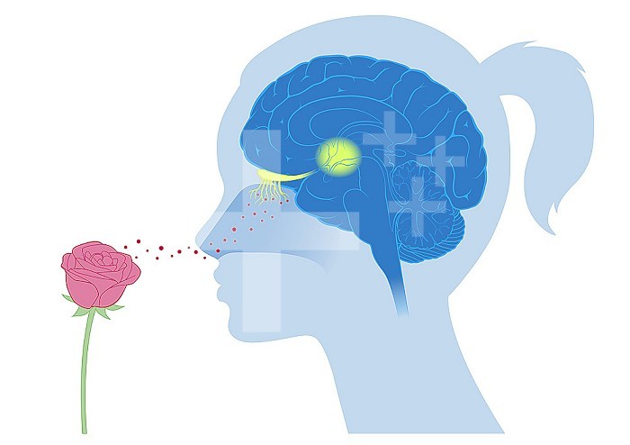 Sensory sensors and areas of the brain for smell.