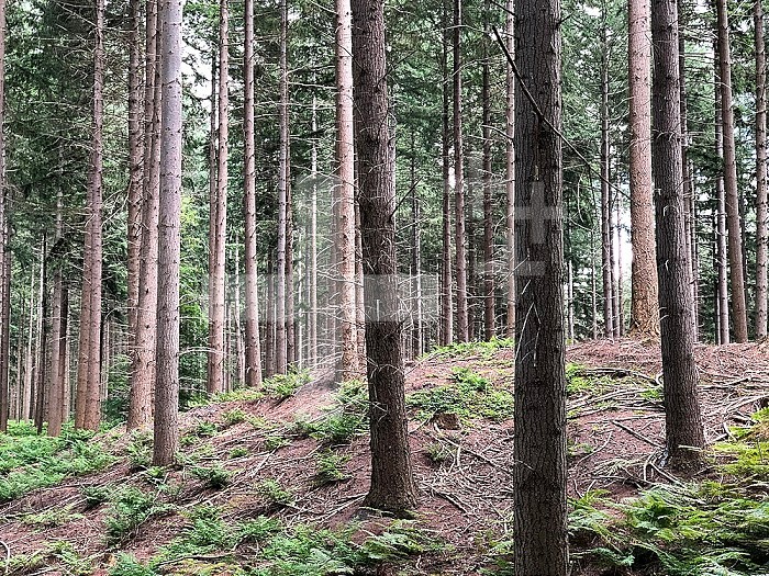 Pine forest with ferns on the ground. Montgobert, Hauts-de-France, France.