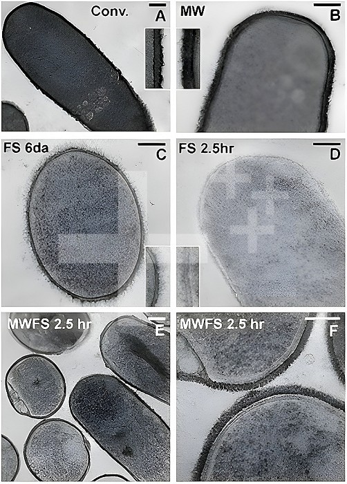 Transmission electron microscope images of Bacillus subtilis, using ambient and cryo-preparative methods. Mid-log phase cultures were prepared by conventional chemical fixation (A), MW-assisted chemical fixation (B), traditional FS (C), or by rapid FS without (D) or with MW irradiation (E-F). Bars: 50 nm...