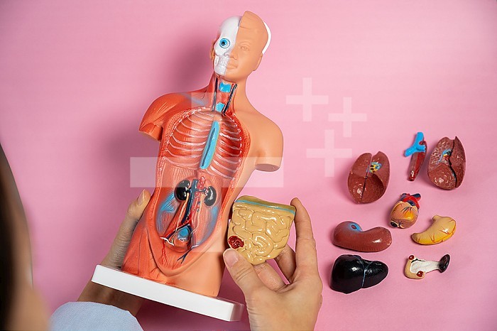 Anatomical mannequin for teaching human organs