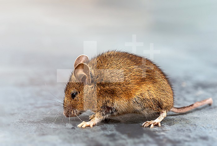 Field mouse - close-up, profile view.