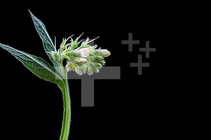 Blooming comfrey on black background