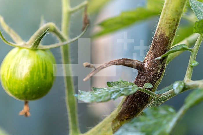 Leaves and stems of tomato plants attacked by mildew.