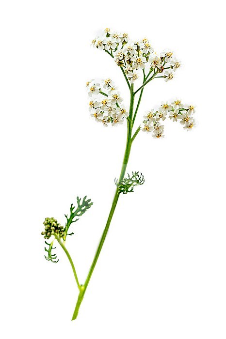 Branch of achilles millefolium (achillea millefolium) hard flowering plant cutout white background.