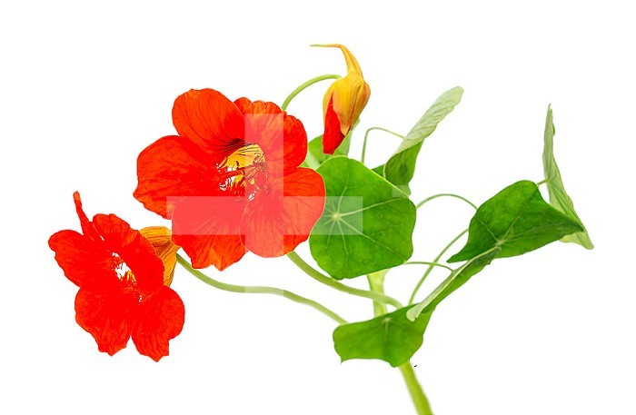 Nasturtium flowers with leaves on white background cutout