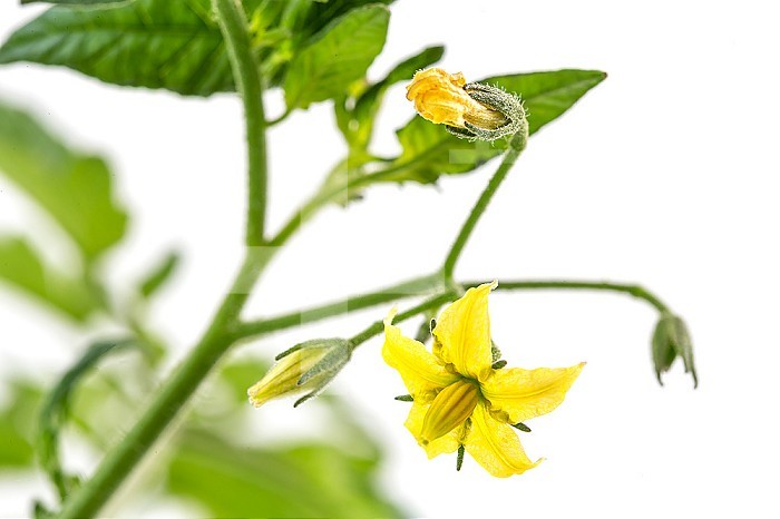 Close up on flowers and small tomatoes on white background.