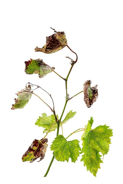 Symptoms of downy mildew : brown spots on vine leaves and stems, tomato stems, basil, eggplant .