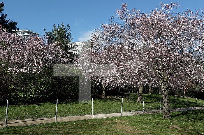 Cherry blossoms in a park in Paris, Ile de France, France.