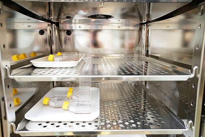 Cytogenetics laboratory, incubating samples of amniotic fluid.