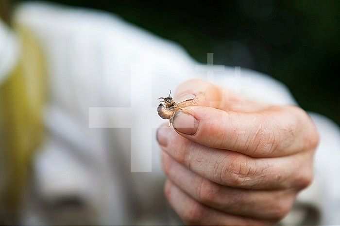 The beekeeper holds a male between thumb and forefinger.