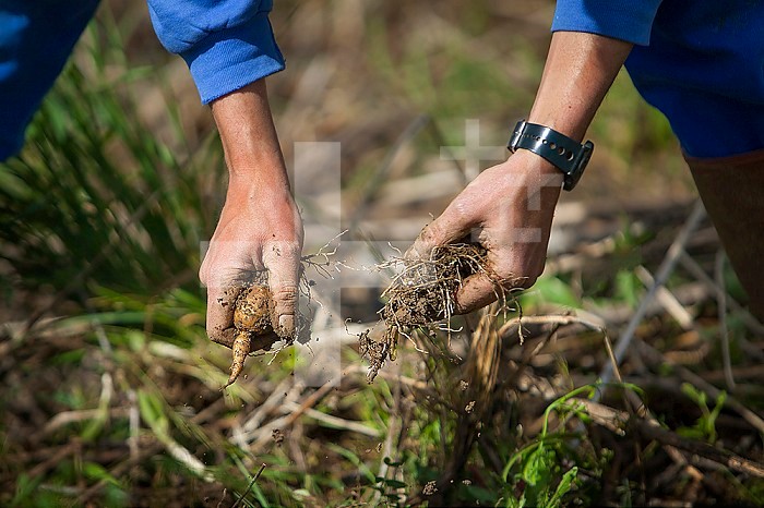 Organic farmer working directly with consumers, here harvesting Jerusalem artichokes.