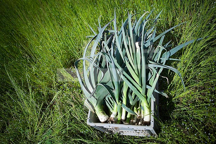 Organic farmer harvesting 35 kinds of vegetables working directly with consumers, here harvesting leeks.