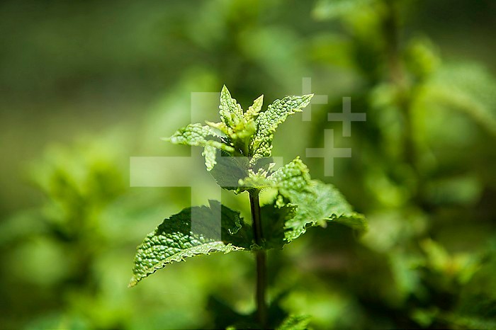 Nanah mint, a variety of spearmint, also called Moroccan mint, is bactericidal thanks to menthol.
