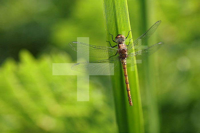 Dragonfly, golden yellow sympetrum or sympetrum flaveola, on a plant.